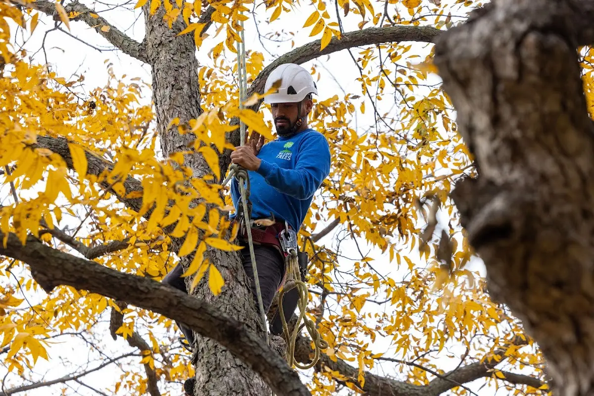 Skilled Tree Planting crew working in Sanbornville