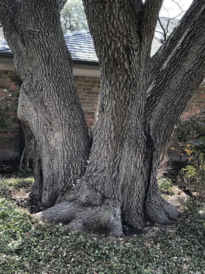 Mature heritage tree close to a Sanbornville property cared for by certified arborists